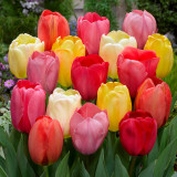 Tulip Darwin Hybrid Mixed 10/11cm Tulip Darwin Hybrid Mixed 10/11cm
