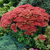Sedum spectabile 'Herbstfreude' Sedum spectabile 'Herbstfreude'