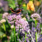 Allium Millennium P9