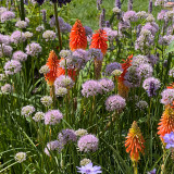 Allium Millennium P9