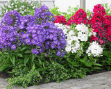 Phlox Paniculata White (1L) Phlox Paniculata White (1L)