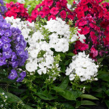 Phlox Paniculata White (1L) Phlox Paniculata White (1L)