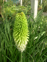 Kniphofia Ice Queen 1L Kniphofia Ice Queen 1L