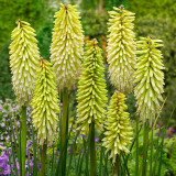 Kniphofia Ice Queen 1L Kniphofia Ice Queen 1L