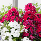 Phlox Paniculata Red (1L) Phlox Paniculata Red (1L)