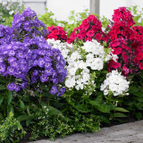 Phlox Paniculata Red (1L) Phlox Paniculata Red (1L)