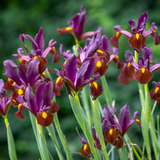 Iris Hollandia Red Ember 8/9cm Iris Hollandia Red Ember 8/9cm