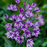 Triteleia Rudy (Top Size) Triteleia Rudy (Top Size)