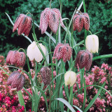 Fritillaria Meleagris Mixed 7/8cm Fritillaria Meleagris Mixed 7/8cm
