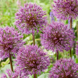 Allium Little Dean 12cm+