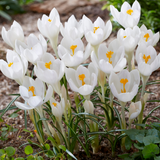Crocus tommasinianus 'Ivory Princess' Crocus tommasinianus 'Ivory Princess'