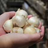 Allium Aflatunense Allium Aflatunense