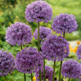 Allium Aflatunense Allium Aflatunense