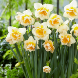 Narcissi Sweet Ocean Narcissi Sweet Ocean