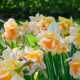 Narcissus 'Sweet Ocean'