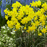 Narcissus Twinkling Yellow Narcissus Twinkling Yellow