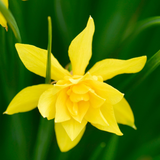 Narcissus Odorus regolusus Flore Pleno Narcissus Odorus regolusus Flore Pleno