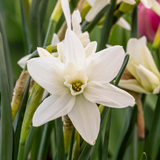 Narcissus Polar Hunter Narcissus Polar Hunter