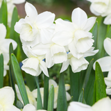 Narcissus Hunter Morn Narcissus Hunter Morn