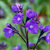 Anchusa azurea Loddon Royalist 1.5L Anchusa azurea Loddon Royalist 1.5L