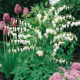 Dicentra spectabilis 'Alba' Potted