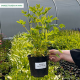 Dicentra spectabilis 'Alba' Potted