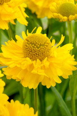Helenium Double Trouble 1L Helenium Double Trouble 1L