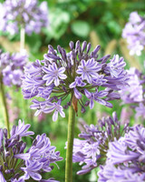 Agapanthus Melbourne 1L Agapanthus Melbourne 1L