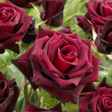 Rose Black Baccara 2L