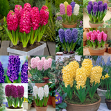 100 Hyacinth Prepared Collection 100 Hyacinth Prepared Collection
