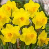 Narcissus Arkle Narcissus Arkle