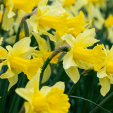 Narcissus Arkle Narcissus Arkle