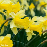 Narcissus 'Arkle'