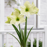 Amaryllis Luna 28cm+ Amaryllis Luna 28cm+
