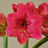 Amaryllis Ice Pink 30cm+ Amaryllis Ice Pink 30cm+