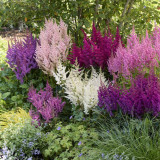 Astilbe Visions Mix Astilbe Visions Mix