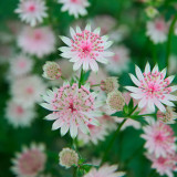 Astrantia Buckland Astrantia Buckland