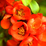 Chaenomeles japonica Sargentii 2L