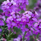 Erysimum Bowles Mauve