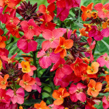 Erysimum Constant Cheer