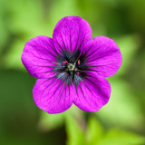 Geranium Ann Folkard Geranium Ann Folkard