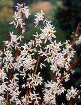 Abeliophyllum distichum (White Forsythia) 2L