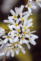 Abeliophyllum distichum (White Forsythia) 2L