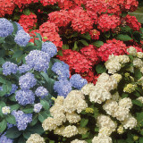 Hydrangea macrophylla Mix