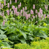 Persicaria officinalis 'Superba'