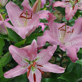 Lilium Josephine Lilium Josephine