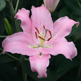 Lilium Josephine Lilium Josephine