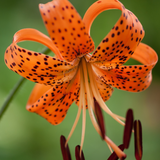 Lilium lancifolium