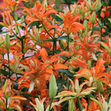 Lilium Must See Lilium Must See