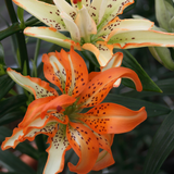 Lilium Must See Lilium Must See